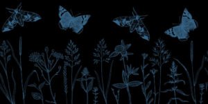 Blue butterflies, flying around some wildflowers in the dark.