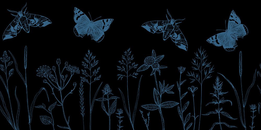 Blue butterflies, flying around some wildflowers in the dark.